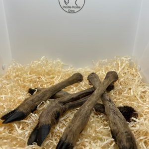 Roe Deer Leg